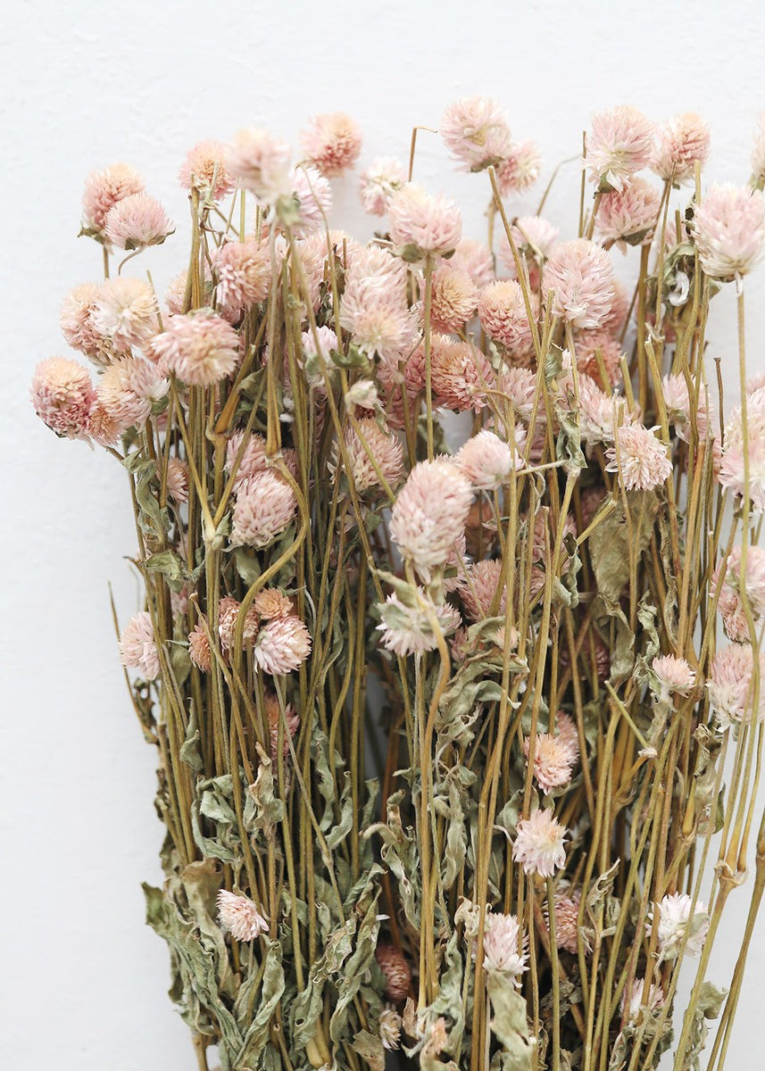 Pink Dried Globe Amaranth Flowers - 20-24 | Afloral (US)