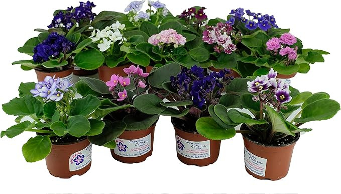 Optimara African Violet Variety Pack (4 Assorted Plants) (4" Pots) | Amazon (US)