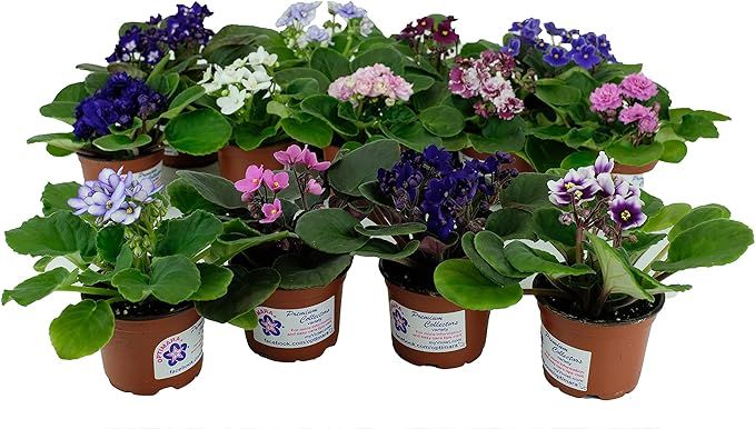 Optimara African Violet Variety Pack (4 Assorted Plants) (4" Pots) | Amazon (US)