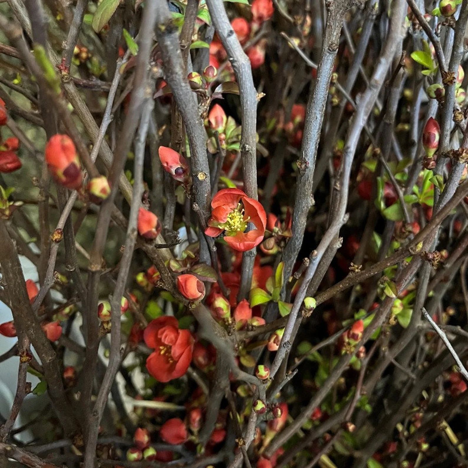 Blooming Quince Branches | Etsy (US)