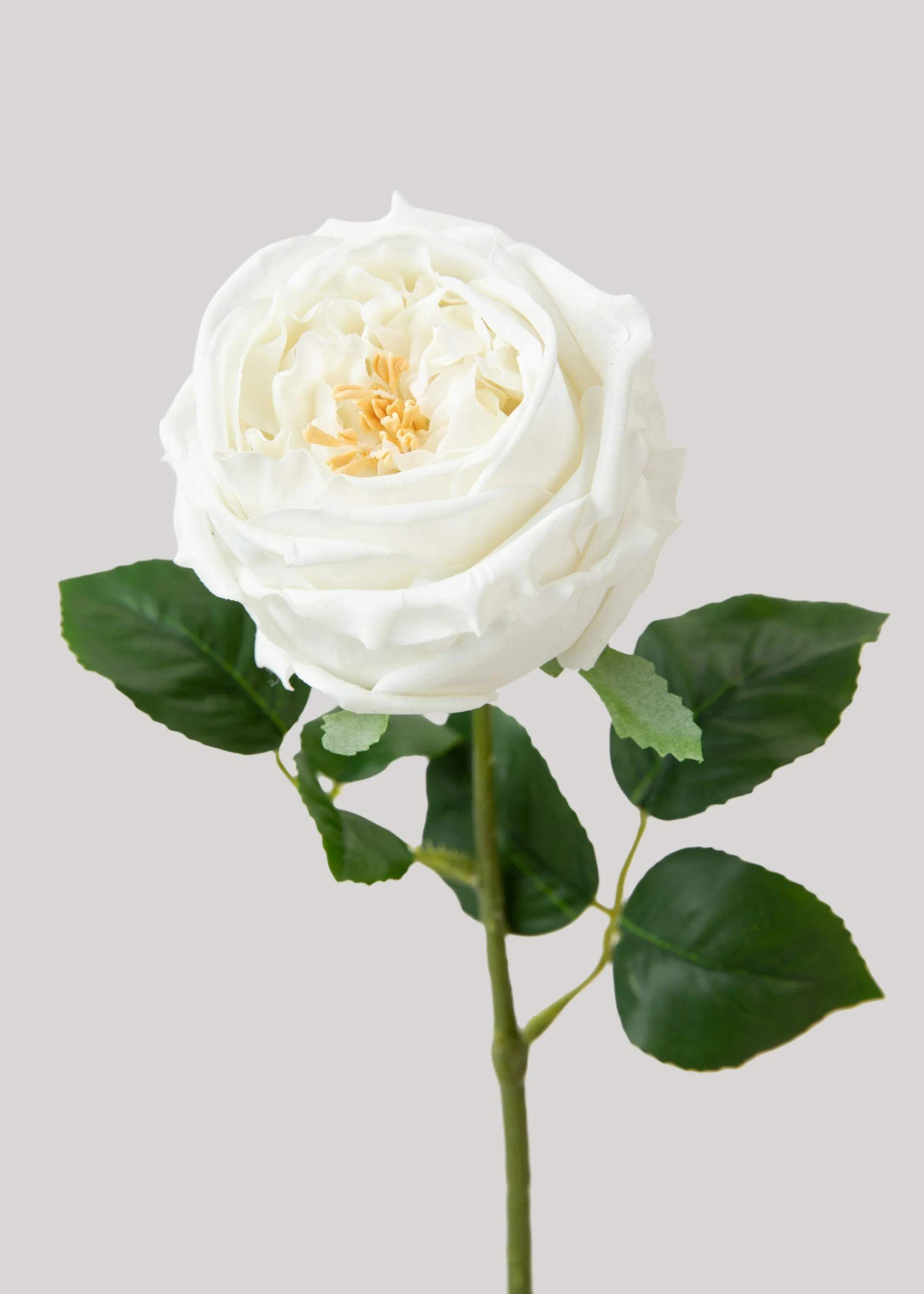 Austin Cabbage Rose in White | Real Touch Flowers | Afloral | Afloral