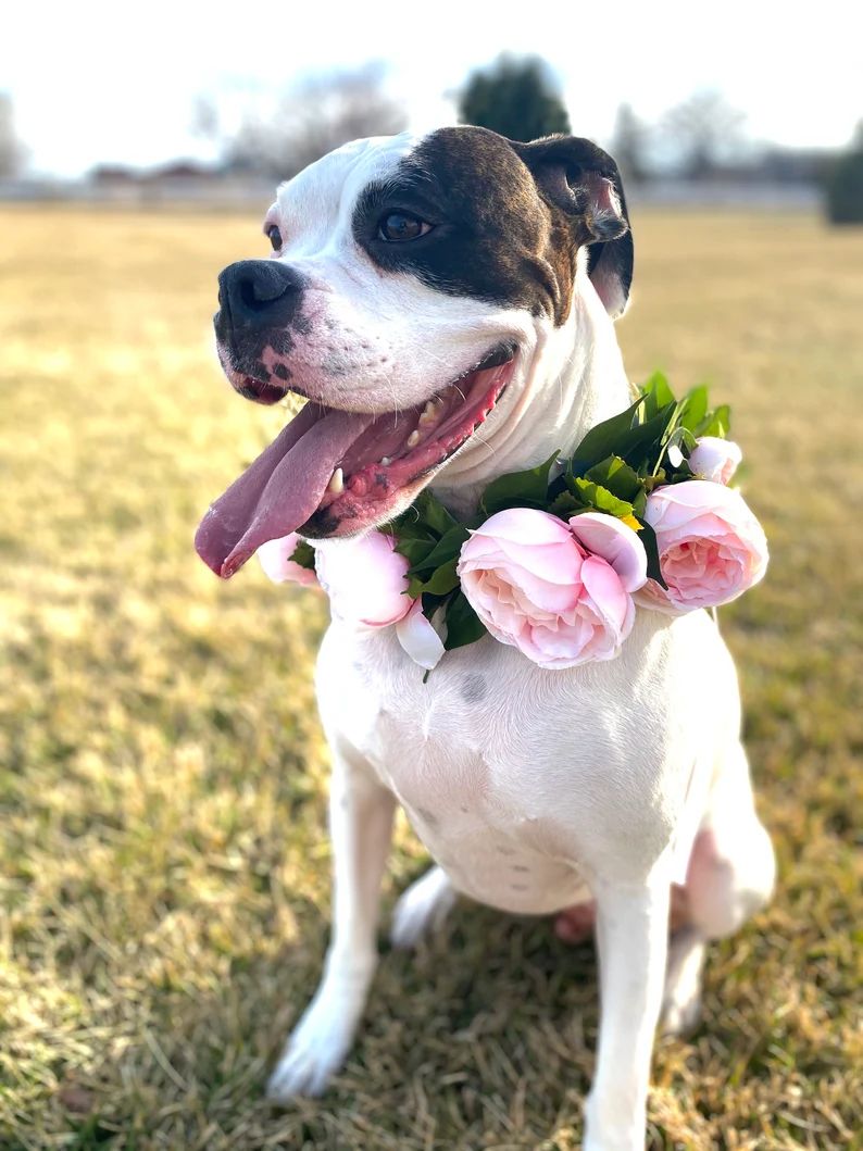 Wedding Dog Flower Collar  Pink Dog Flower Crown  Pet Floral | Etsy | Etsy (US)