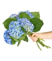 Blue Hydrangea Bouquet | From You Flowers