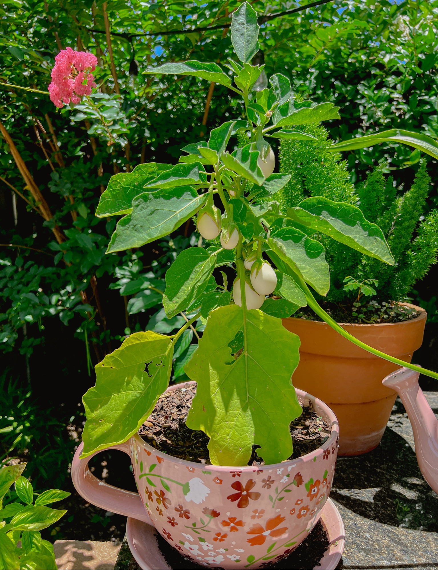 Teacup Planter Ceramic Pot for my favorite plants! I got this from Aldi but here are some other options! 

#LTKFindsUnder50 #LTKHome #LTKSummerSales