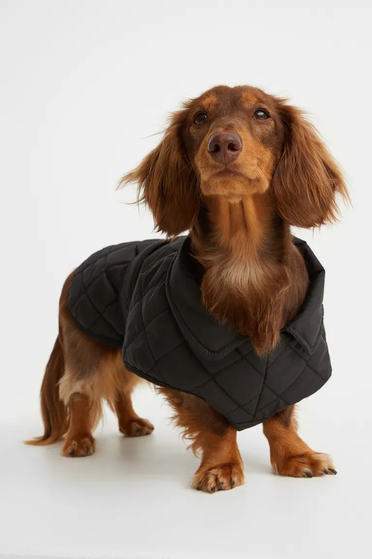 Quilted Dog Jacket | H&M (US + CA)