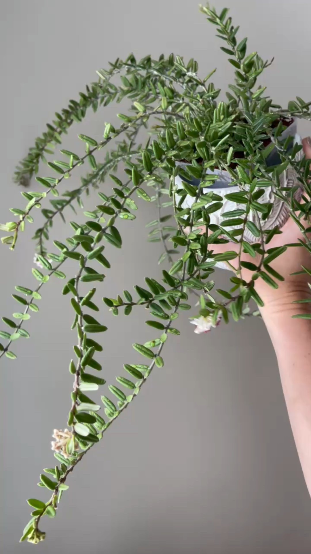 #hoyaspaffenglerianavietnam is an overachiever. It’s always growing and it’s always blooming. And I’m glad, because I can never get enough of the wild growth pattern of this particular #smallleafhoya 

Liz’s personal experience only…every environment is different:
🪴Name: #hoyaengleriana #hoyaenglerianavietnam 
🪴Light: grow lights & south window 
🪴Water: when dry but every few days since this is a thirsty hoya. 
🪴Avg Temp last 30 days: 74F
🪴Relative Humidity last 30 days: 45%
🪴Fussy: not for me
🪴Rate of growth: medium fast
🪴Growing Medium: husks with soil mixed into hold more moisture
🪴Fertilizer: I apply a nutrient-rich fertilizer tailored for Hoyas approximately every other watering when the plant isn’t dormant. It’s packed with essential macro and micronutrients, it’s the best I’ve found for hoyas!
🪴Rooting Method: in my custom coco coir mix 
🪴Time In My Care: 4 years 
🪴Would Liz recommend this one: 100% yes!!!

#ilovehoyas #hoyacollector #hoyahead #hoyaappreciation #hoyacollection #plantsmakemehappy #ihavethisthingwithplants #easilydistractedbyplants 

#LTKFindsUnder50 #LTKHome