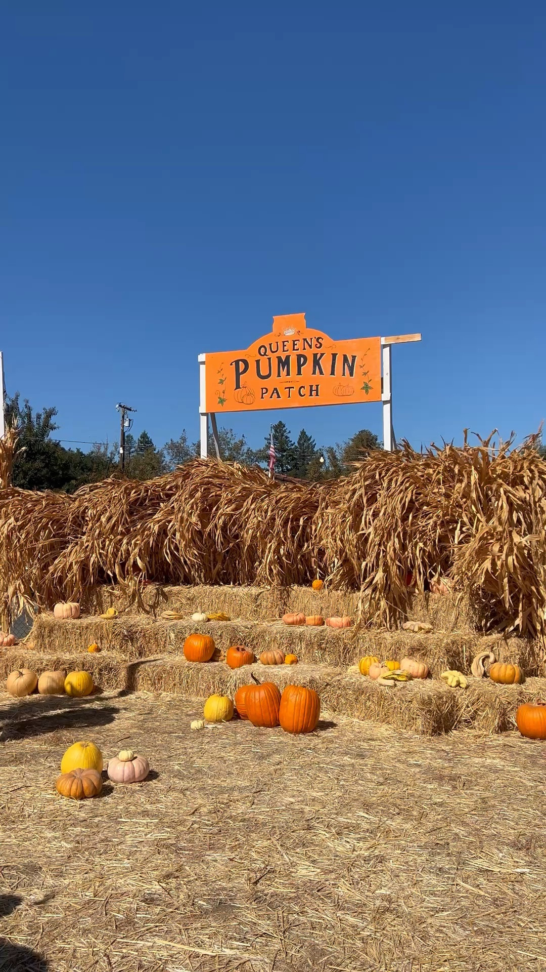 🎃🎃🎃Quick, head to Queens Pumpkin Patch in Saratoga!!! 

#BayAreaPumpkinPatch #BayAreaActivities #BayAreaInfluencer #BayAreaHalloween #BayAreaMoms