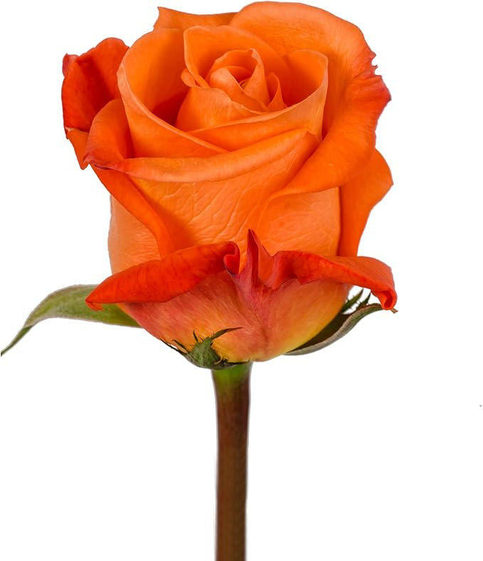 Blommingmore | Floral Arrangements | Fair Trade Orange Roses | 25 Stems - 20 in | Home, Office, W... | Amazon (US)