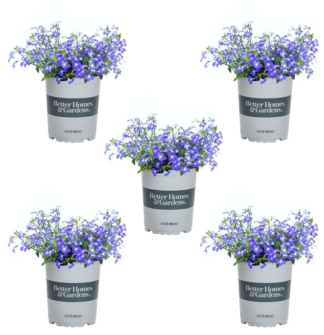 Better Homes & Gardens 4" Blue Lobelia Live Plants Grower Pot (5 Count) | Walmart (US)