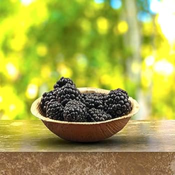 Raj Disposable Palm Leaf Bowls (50 Count, 4" Bowls) Strong Bowls Like Bamboo Party Bowls - Decorativ | Amazon (US)