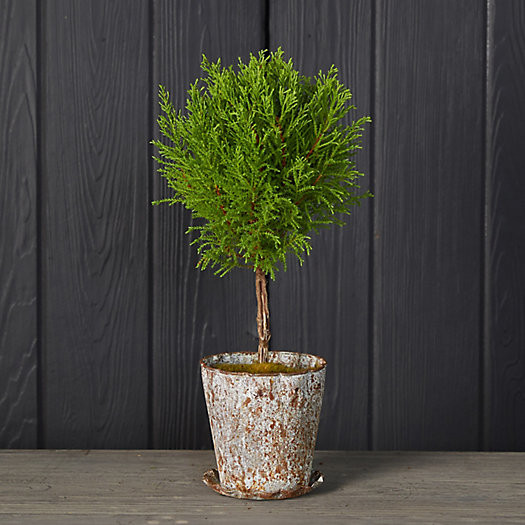 Lemon Cypress Topiary, Distressed Metal Pot | Terrain