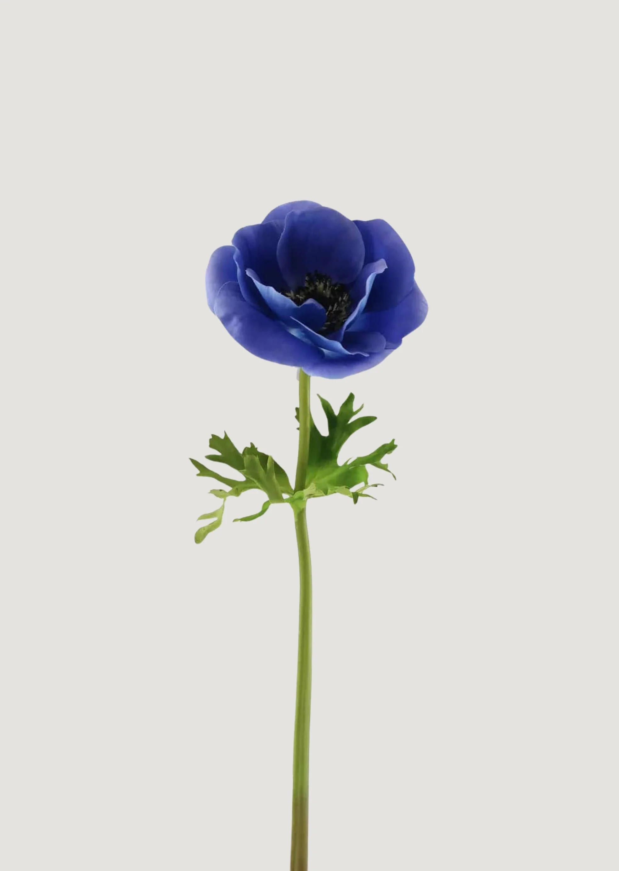 Faux Blue Poppy Anemone Stem | Real Touch Flowers | Afloral | Afloral