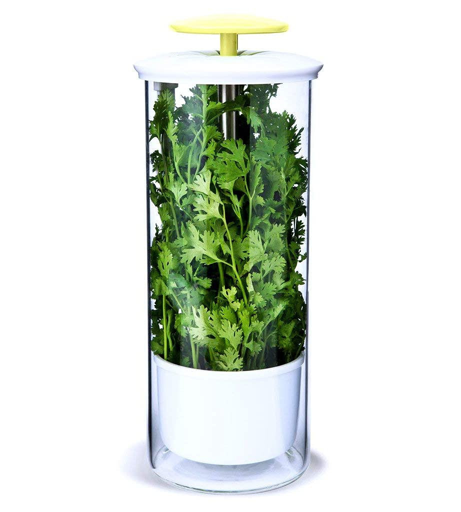 XXL Herb Keeper and Herb Saver – Glass Storage Container for Cilantro, Mint, Parsley, Asparagus... | Amazon (US)