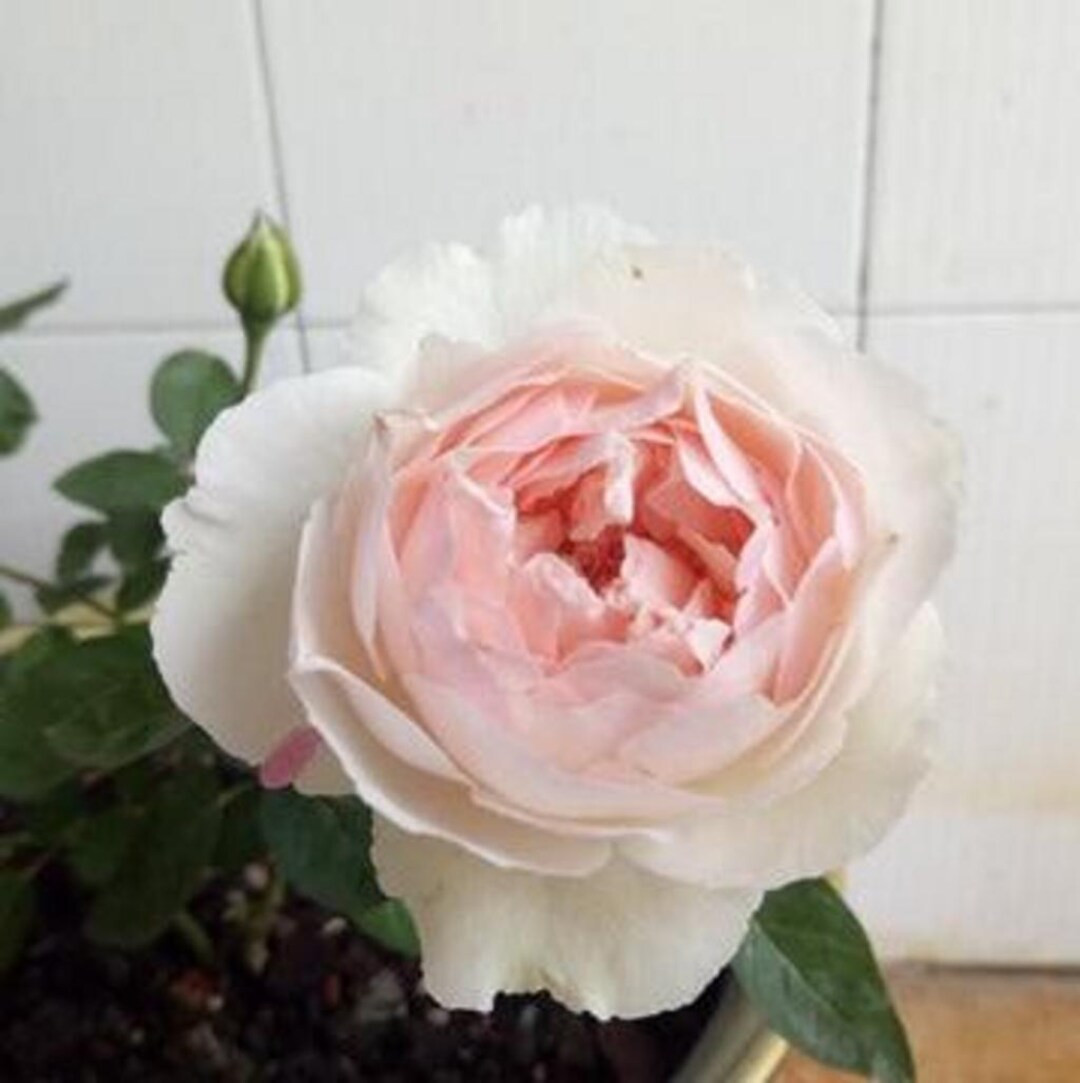 Yves Chanter Marie 伊芙钱特玛丽 (Japan), 1 Gallon | Etsy (US)