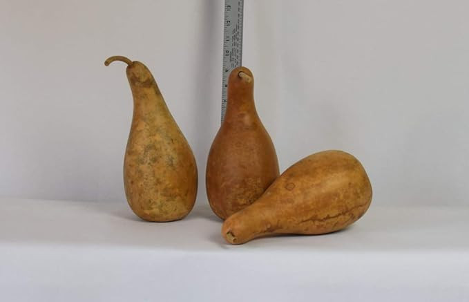 Box of 3 Dried and Cleaned 8" - 10" Penguin Gourds | Amazon (US)
