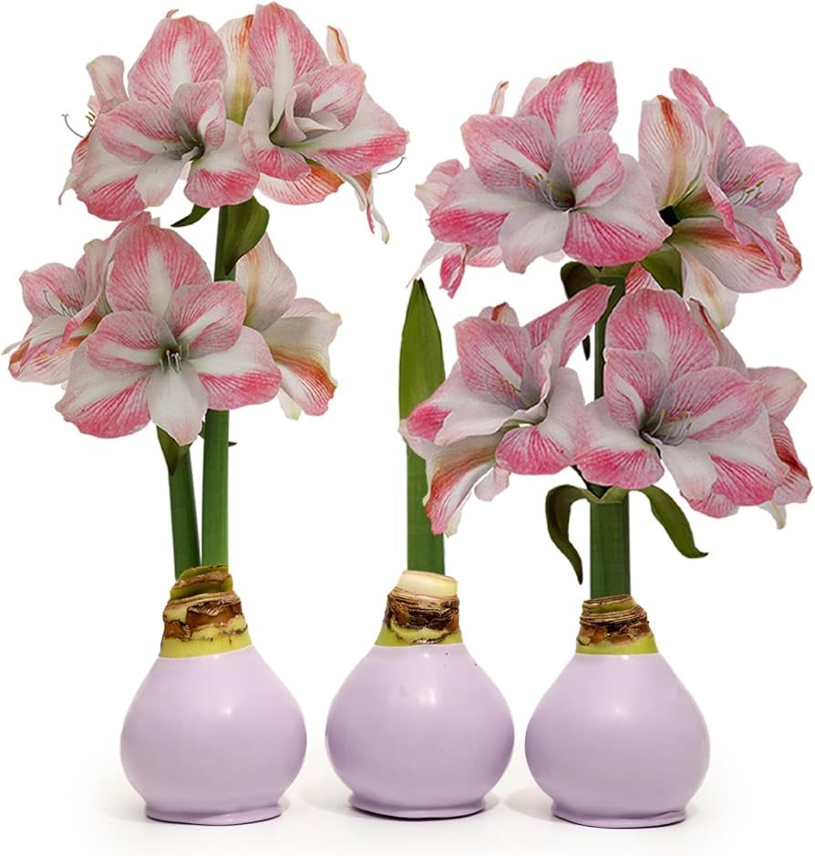 Bloomaker® Spring Edition Light Purple Waxed Amaryllis Bulbs, Set of 3. Effortless Growth with E... | Amazon (US)
