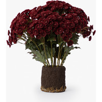 Faux Mum Drop-In Burgundy/23 | McGee & Co. (US)