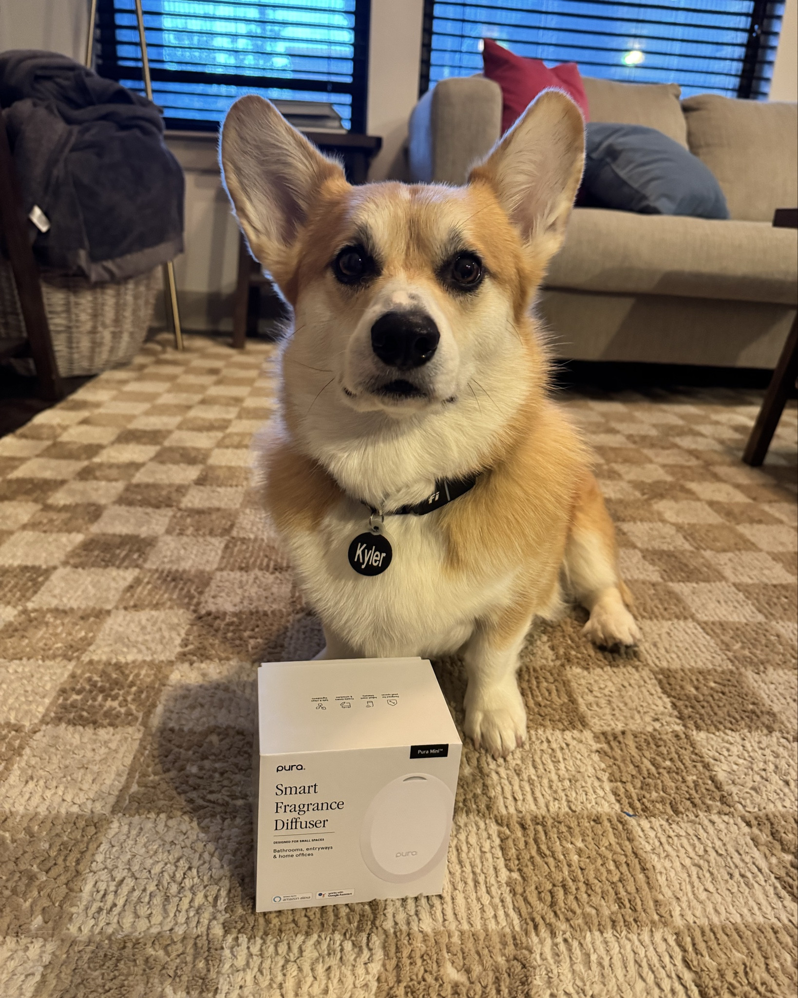 We keep our home smelling fresh with Pura smart diffusers ✨ their app makes it easy to change scents and intensity! Our favorite scents are the Capri Blue Volcano and Lemon 

#LTKHome