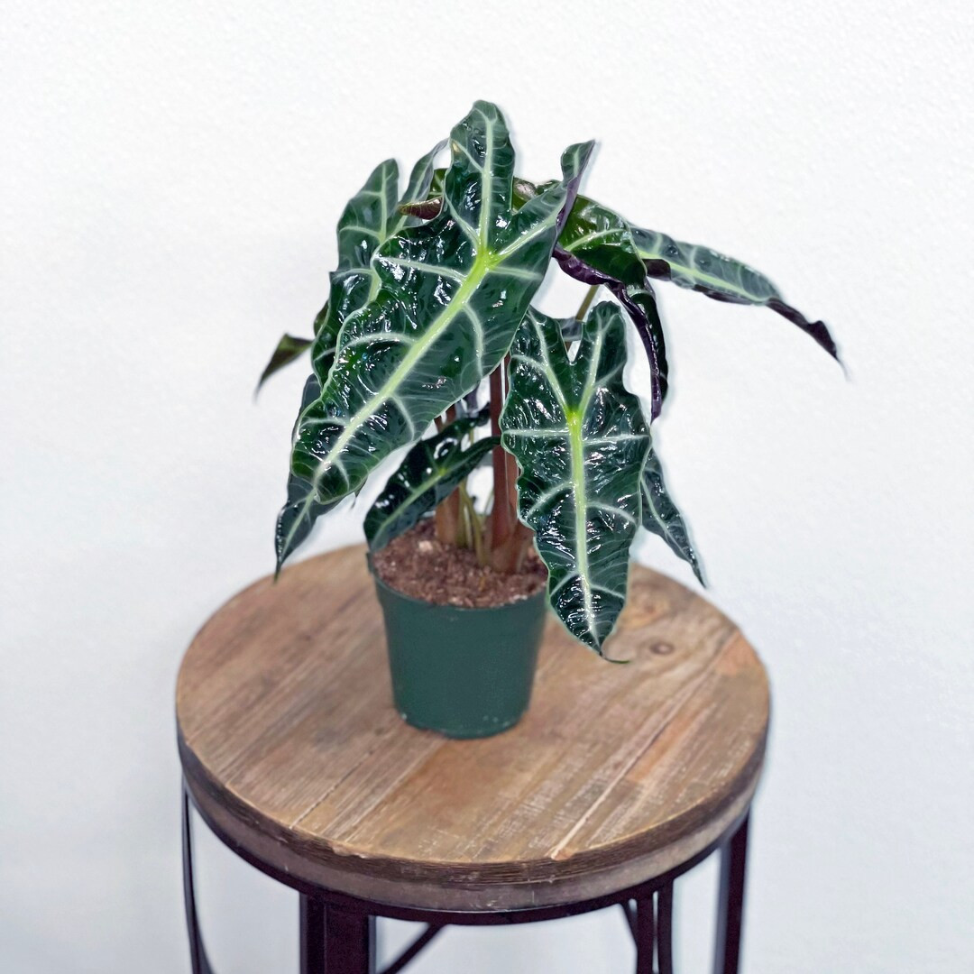 LIVE Alocasia Polly evergreen houseplant in 4" growers pot | Etsy (US)