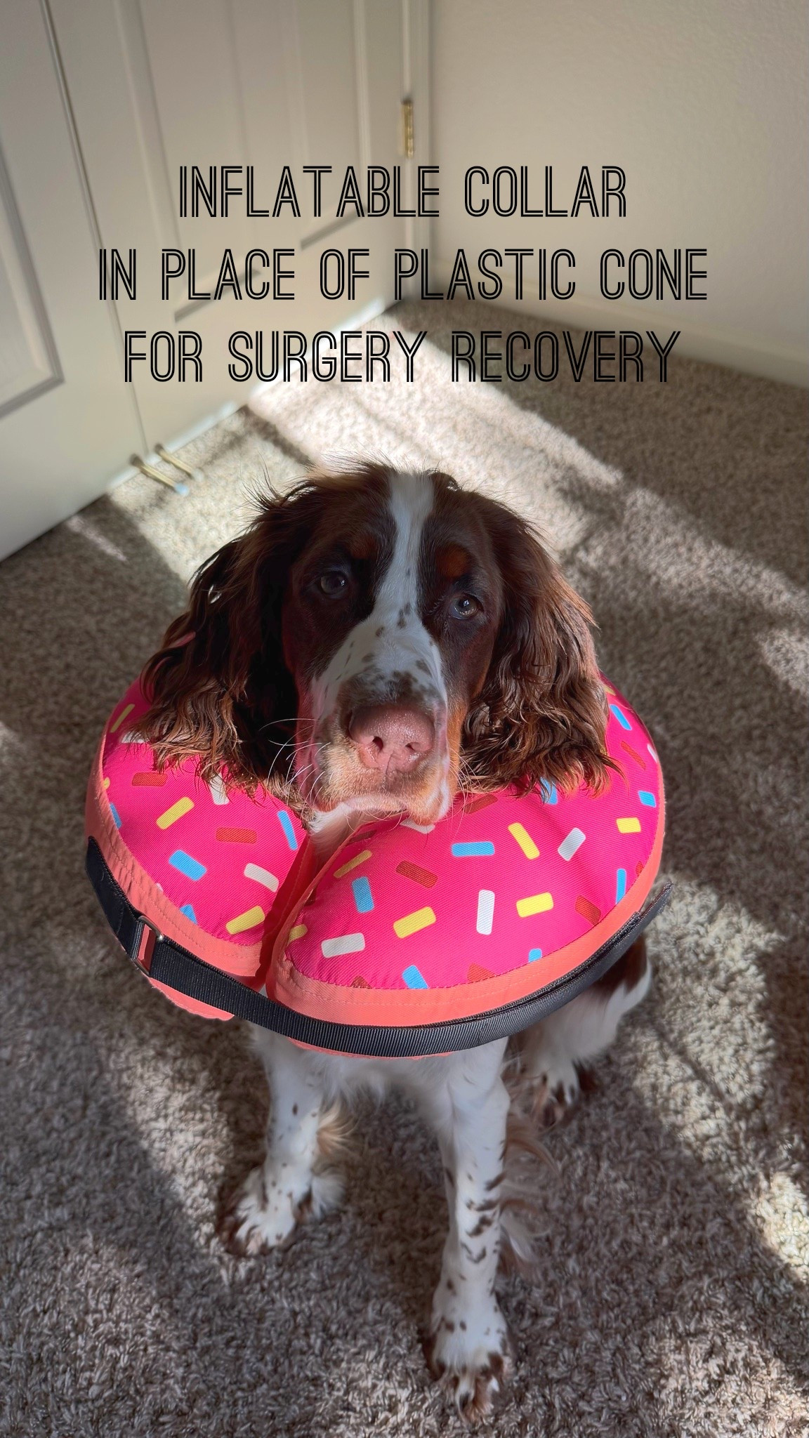 Inflatable collar for dogs to replace the plastic cone for after spay or neuter or other surgery. 
Make sure to check with the vet if this is ok for recovery. Our springer spaniel is extremely active and I use this one only under my direct supervision. #pets #dog #dogfinds #spay #neuter

#LTKmomlife #LTKHome #LTKActive