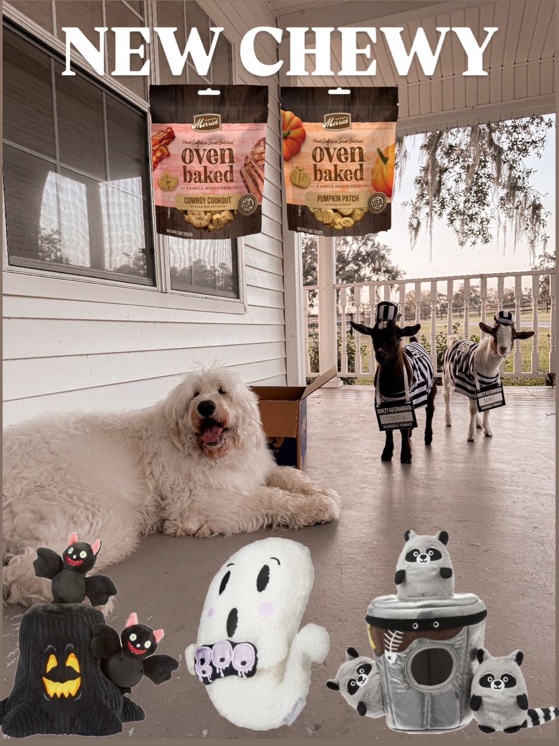 Fall Halloween pet favorites 
Dog costumes & treats 

@Chewy #ChewyPartner

#LTKFamily #LTKFindsUnder50 #LTKSaleAlert