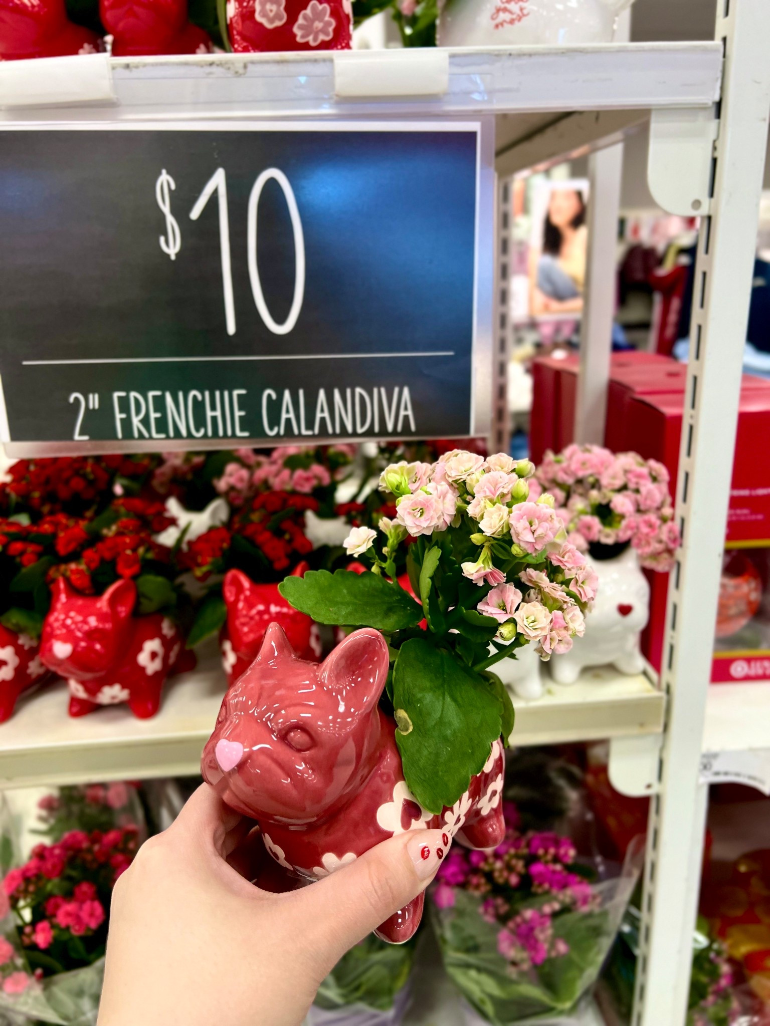 Live 2" Valentine's Day Plant in Love You Frenchie - Good Little Garden™

Linked other flowers that can be ordered and picked up at Target 

#LTKValentine #LTKselfcare #LTKSeasonal