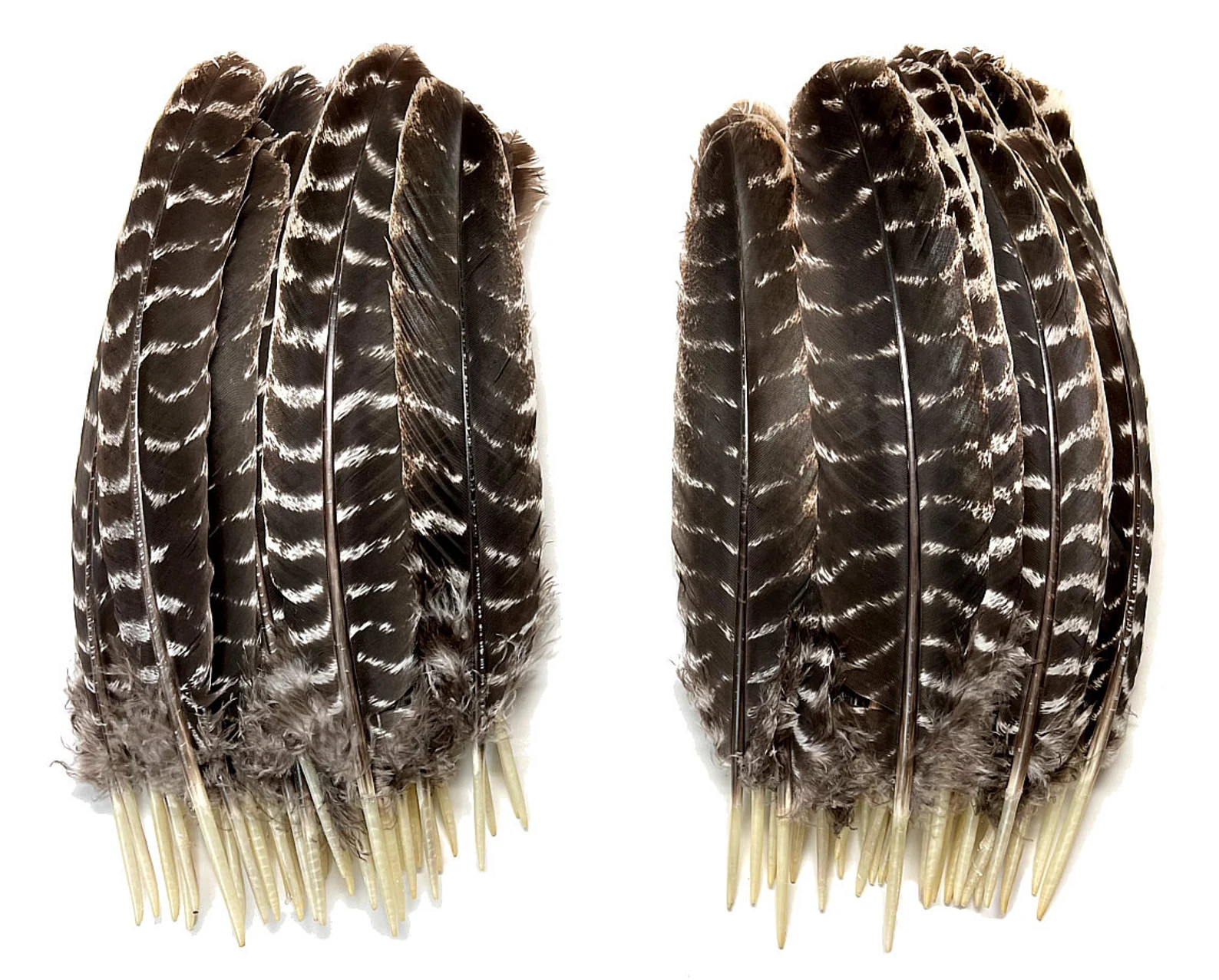 EXTRA LARGE 12-14" Barred Turkey Wing Feathers (Rounds) Equal Lefts & Rights. Ethically sourced a... | Etsy (Global)