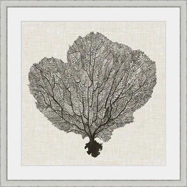 'Shadow Sea Fan I' Framed Graphic Art Print | Wayfair Professional