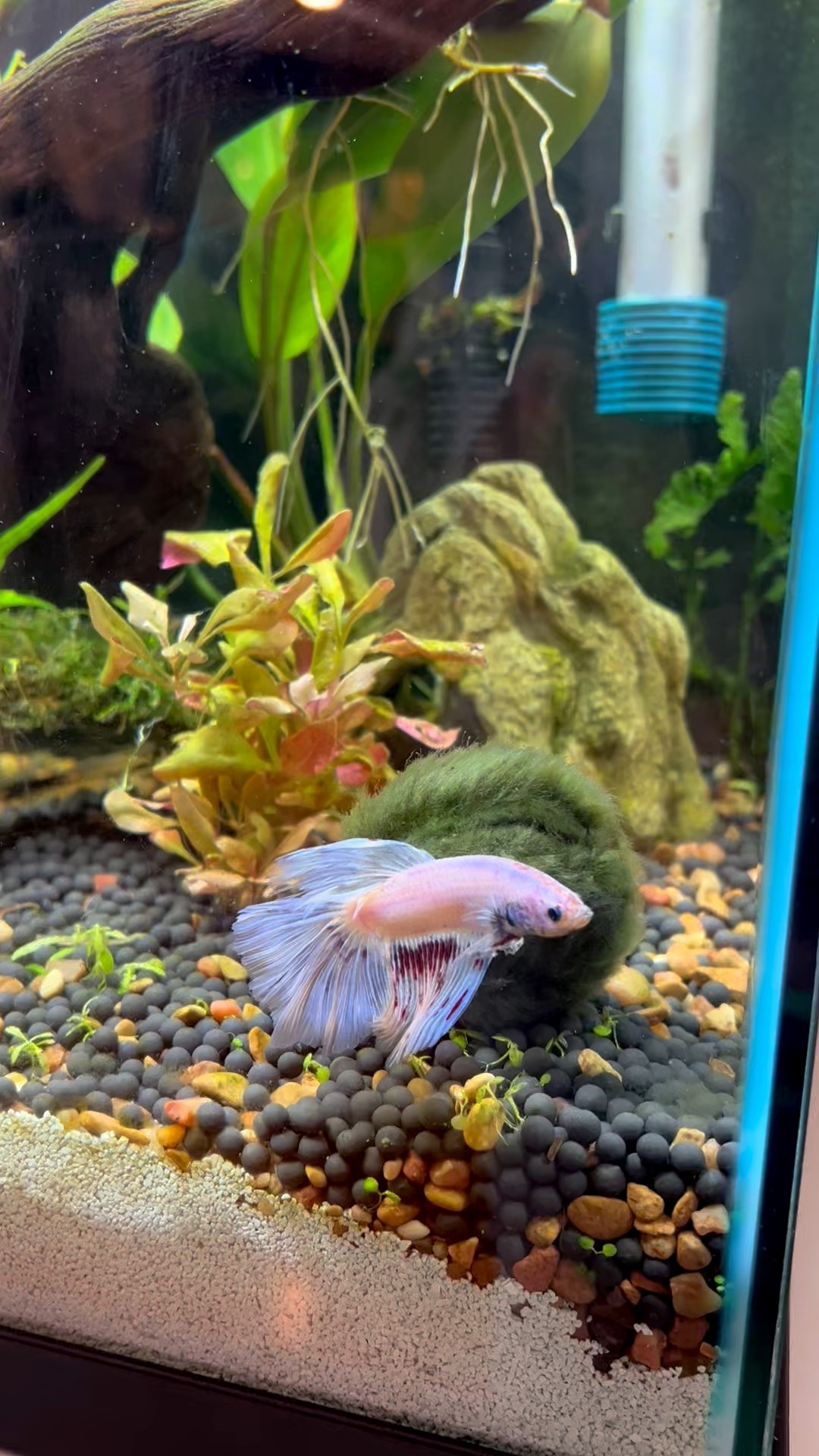 He’s a happy boy with a clean tank 🐠

#Aquarium #fishtank #bettafish

#LTKGiftGuide #LTKPets #LTKFamily