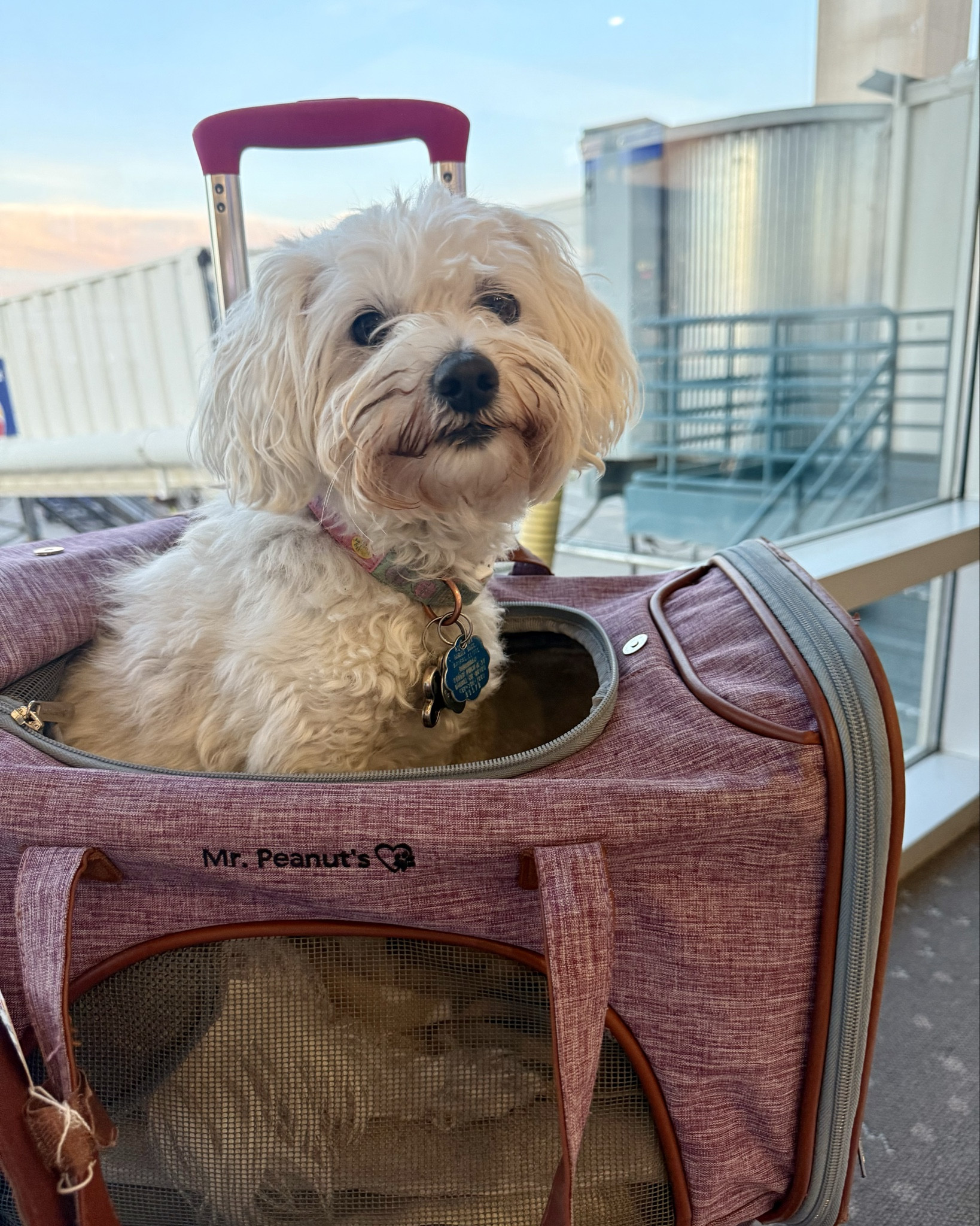 Pet Carrier 

The best airline pet carrier. I have had this carrier for 7 years and fly with my dog 4-6 times a year. Excellent brand and very durable. Has a removable soft padded cushion that can be taken out and washed when needed.  I love that it has a trolley sleeve to fit over my suitcase too. It is 100% airline approved. 

Linked several of my favorite dog products. 

pet, pet travel, pet carrier, airline carrier, Mr. Peanut, dog carrier, dog travel, soft sided pet carrier,  airline approved carrier, expandable carrier, 



#LTKTravel #LTKPets #LTKSaleAlert