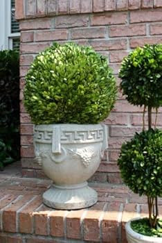 Preserved Boxwood Ball 16" | Amazon (US)