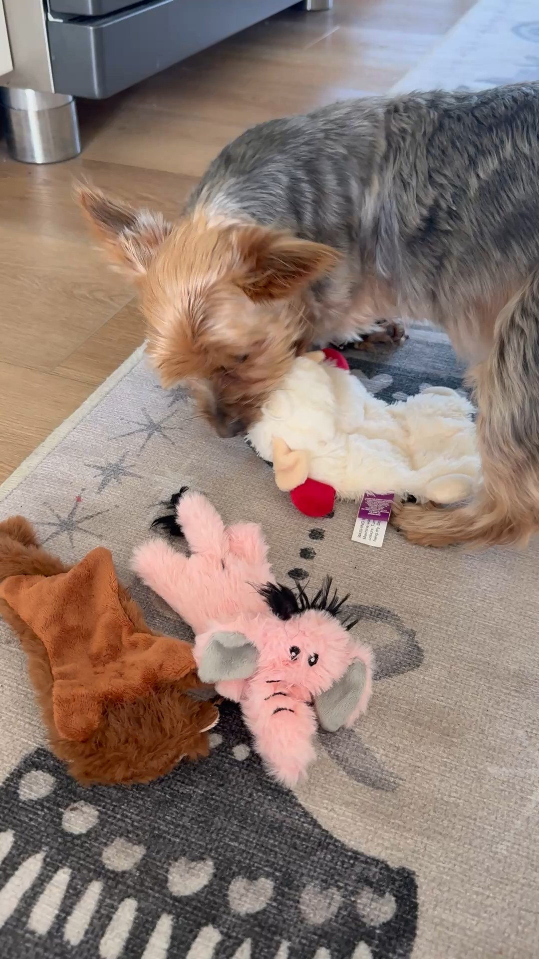 New dog toys for my yorkie 

#LTKSaleAlert #LTKFindsUnder50