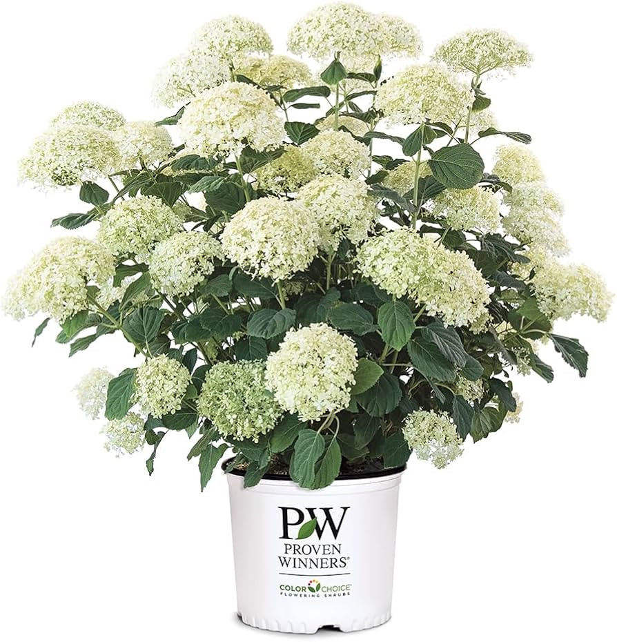 Proven Winners 5 Gal. Incrediball Storm Proof Hydrangea Shrub | Amazon (US)