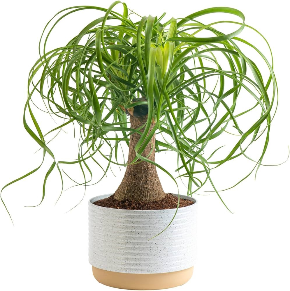 Costa Farms Ponytail Palm Bonsai, Easy to Grow Live Indoor Plant in Indoors Garden Planter Pot, A... | Amazon (US)