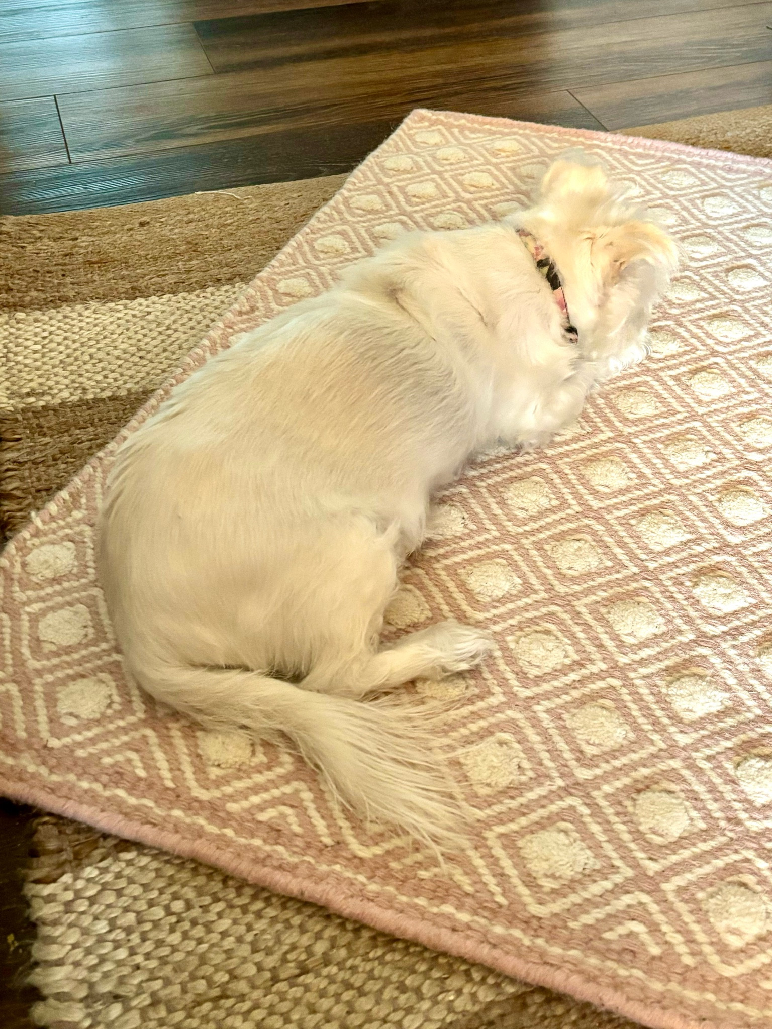 My favorite pink rugs and paint colors that I think would work with them. Before you go painting your walls Azalea Flowers, make sure you get swatches and test in your room first!!!

#LTKHome