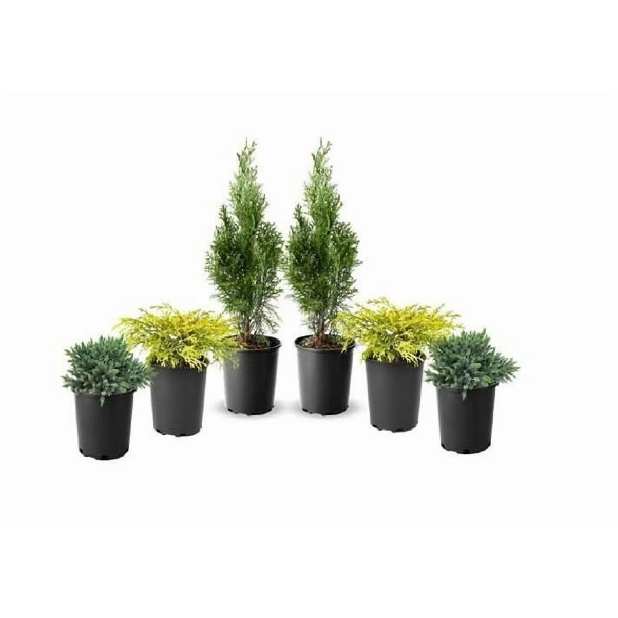 1 Gallon (3.8L) Evergreen Mix 6 Pack | Walmart (CA)