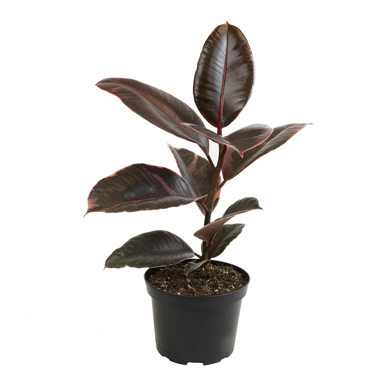 ELEMENT BY ALTMAN PLANTS 6" Ficus Ruby, Variegated Rubber Plant, Real House Plants, Desk Plants L... | Walmart (US)