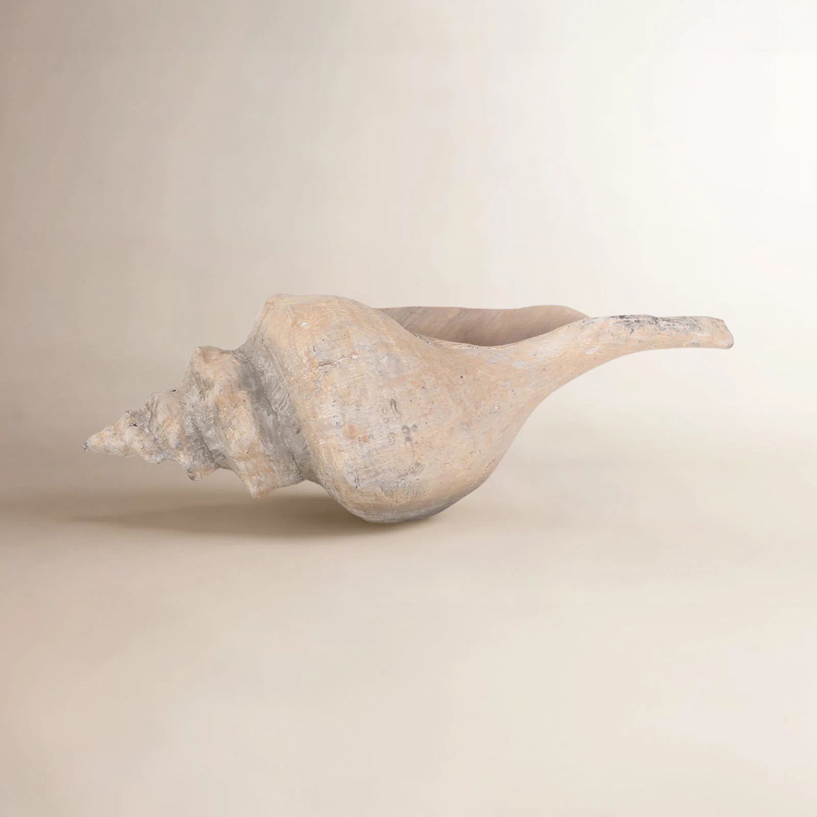 Horse Conch | Birch Lane