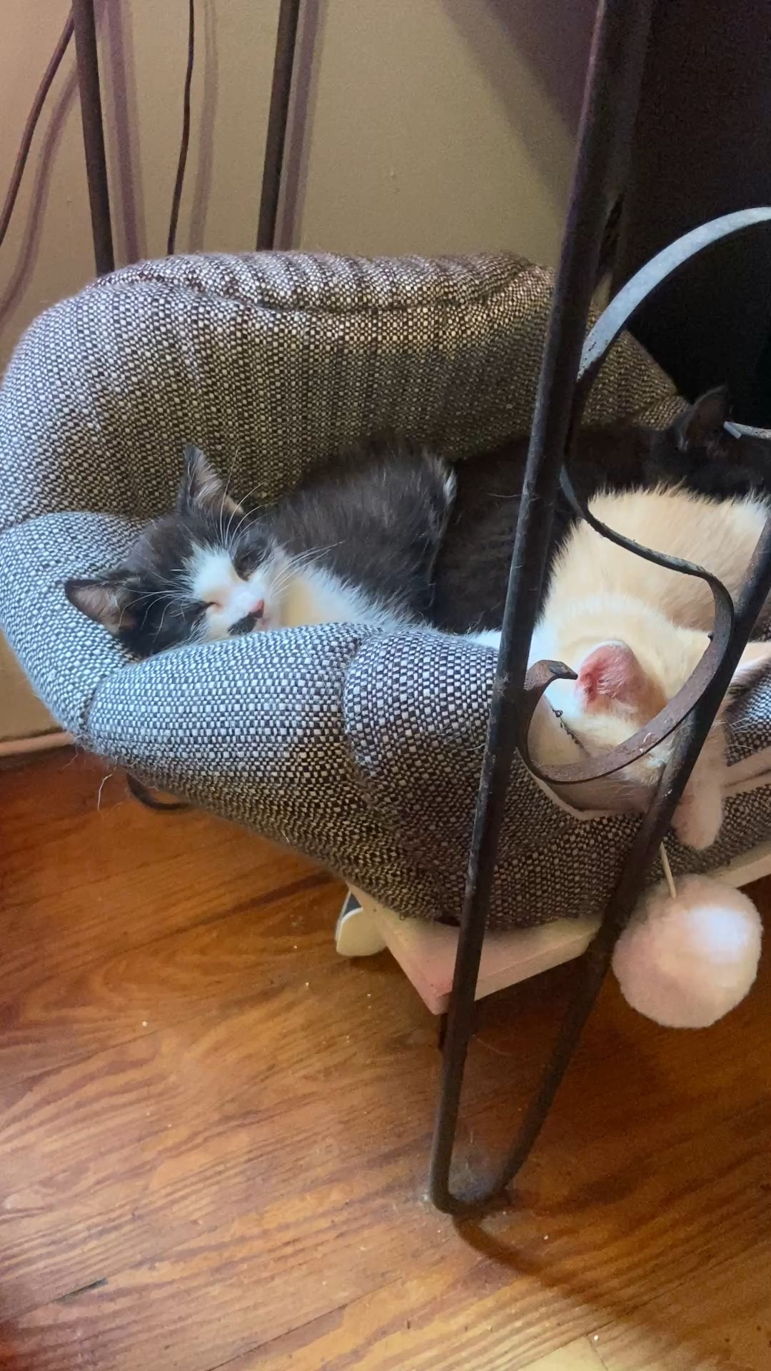 My office assistants are taking a kitty nap. This is how they prefer to use their cat hut🥰 #office #cat #kitten #pets #cathut #catcave #catbed

#LTKPets #LTKHome