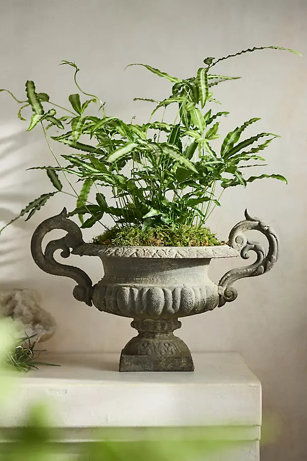 Cast Iron Handled Urn | Anthropologie (US)