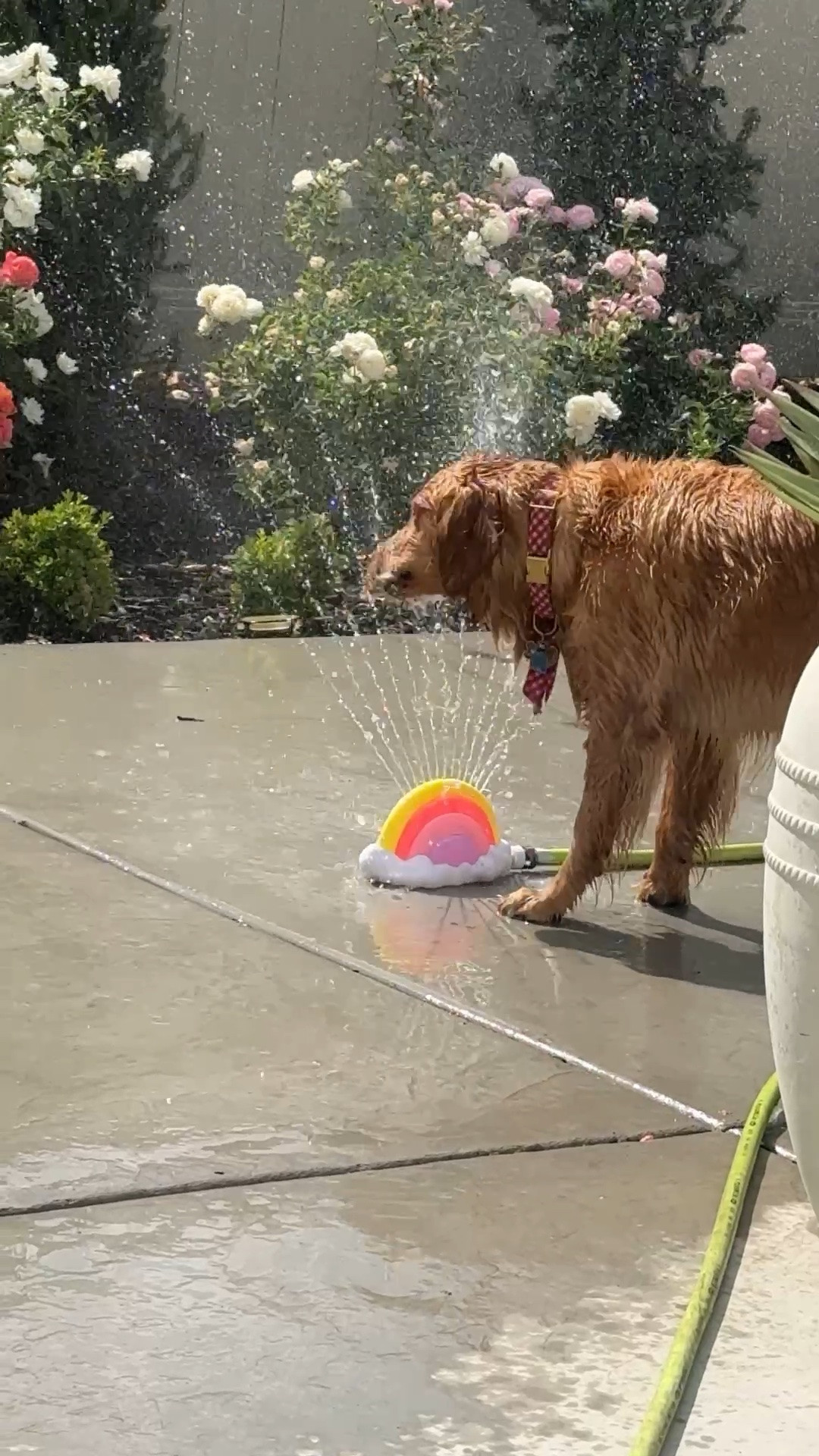 sprinkler hose toy. Best $10 I’ve ever spent!!

#LTKSeasonal #LTKmomlife #LTKHome