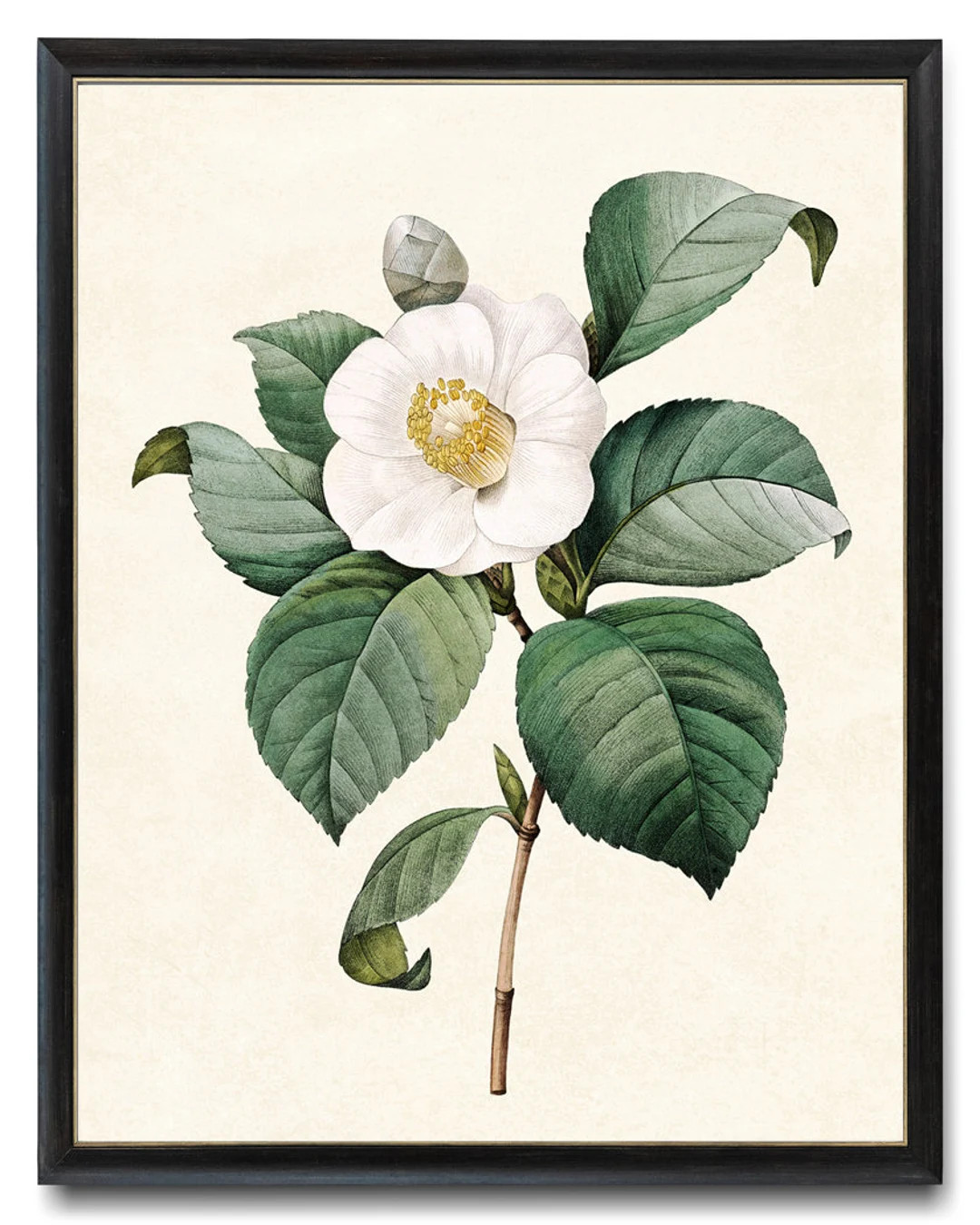 Digital Flower Art, Printable White Camellia Vintage Illustration, Botanical Wall Art Print, Inst... | Etsy (US)