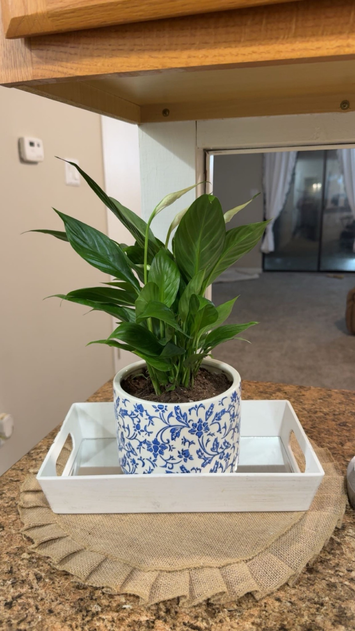 My cute flower pot ! 

#LTKHome #LTKFindsUnder50 #LTKU