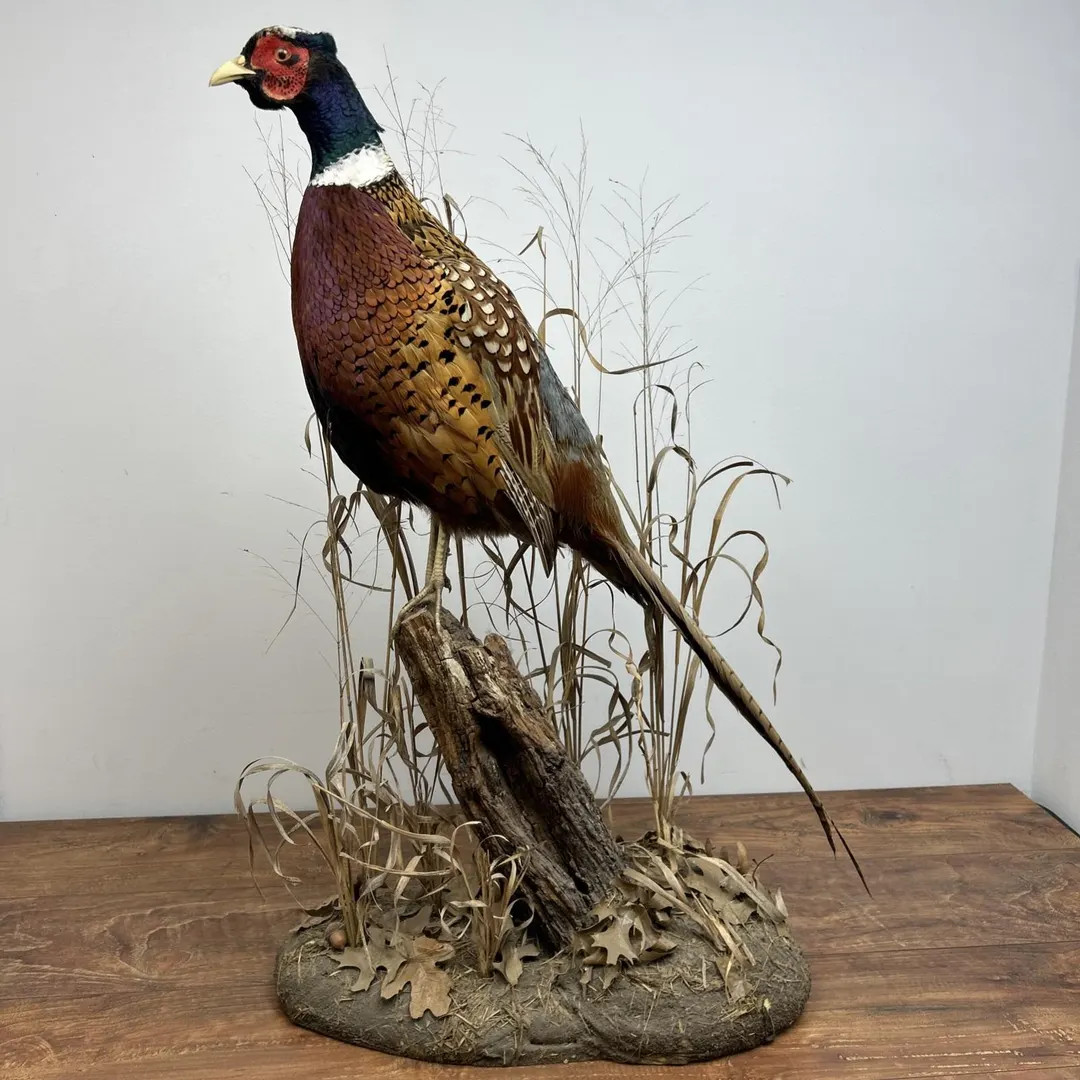 Ringneck Rooster Pheasant Taxidermy Standing Mount Habitat Base Foliage Wood | Etsy (US)