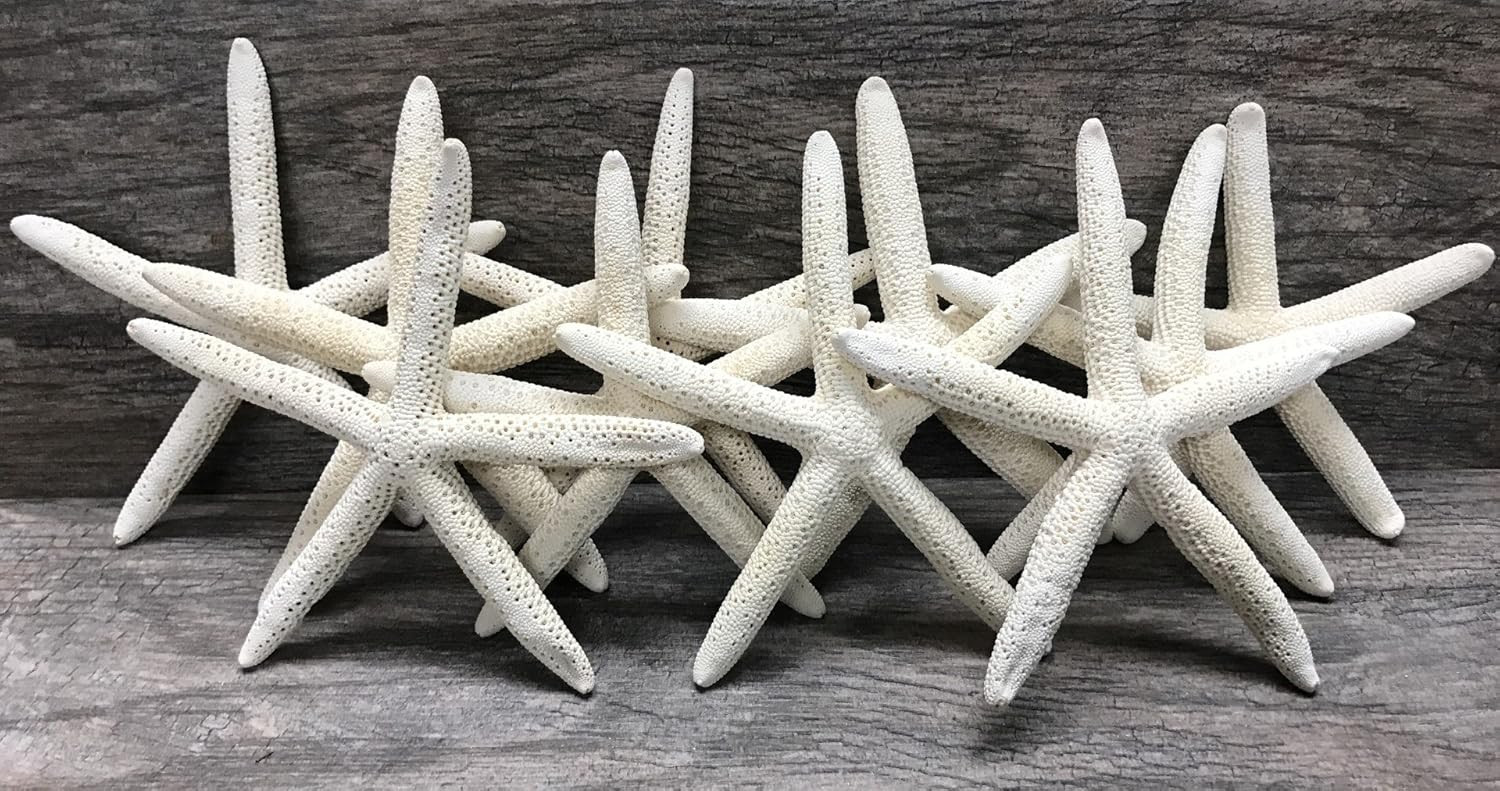 White Finger Starfish - 10 White Finger Starfish 4"-5" - Real White Starfish Shells for Beach Dé... | Amazon (CA)