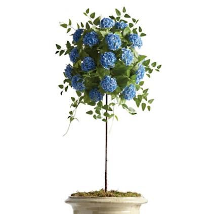 Outdoor Blue Snowball Hydrangea Potted Plant | Frontgate