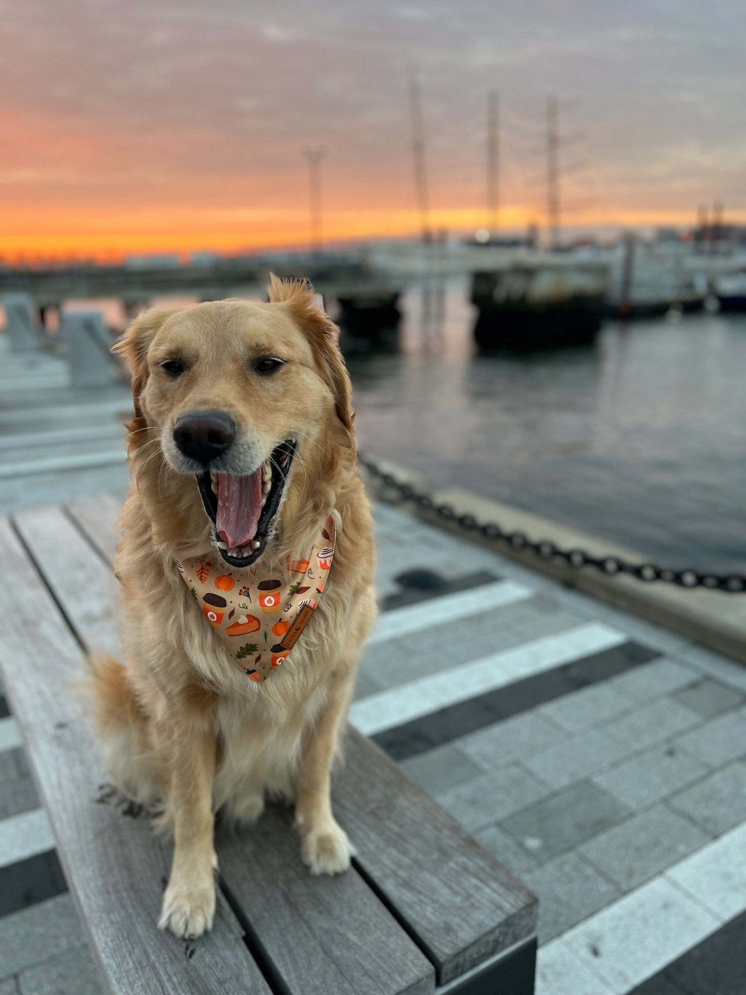 some of my favorite dog bandanas from amazon! 



#LTKPets