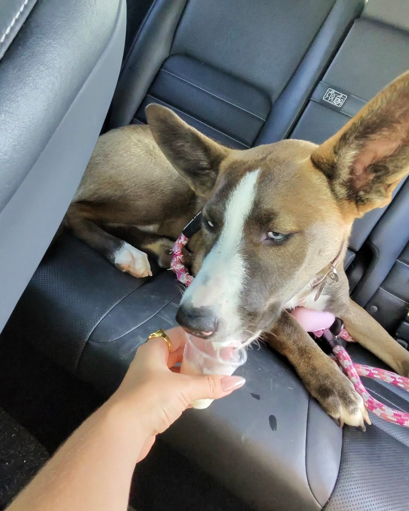 having both hands free + still being able to take photos and videos is something every dog parent (or honestly any parent) needs !! get these @raybanmeta transition shades at @target #ad #TargetStyle #RayBanMeta #TargetPartner #Target