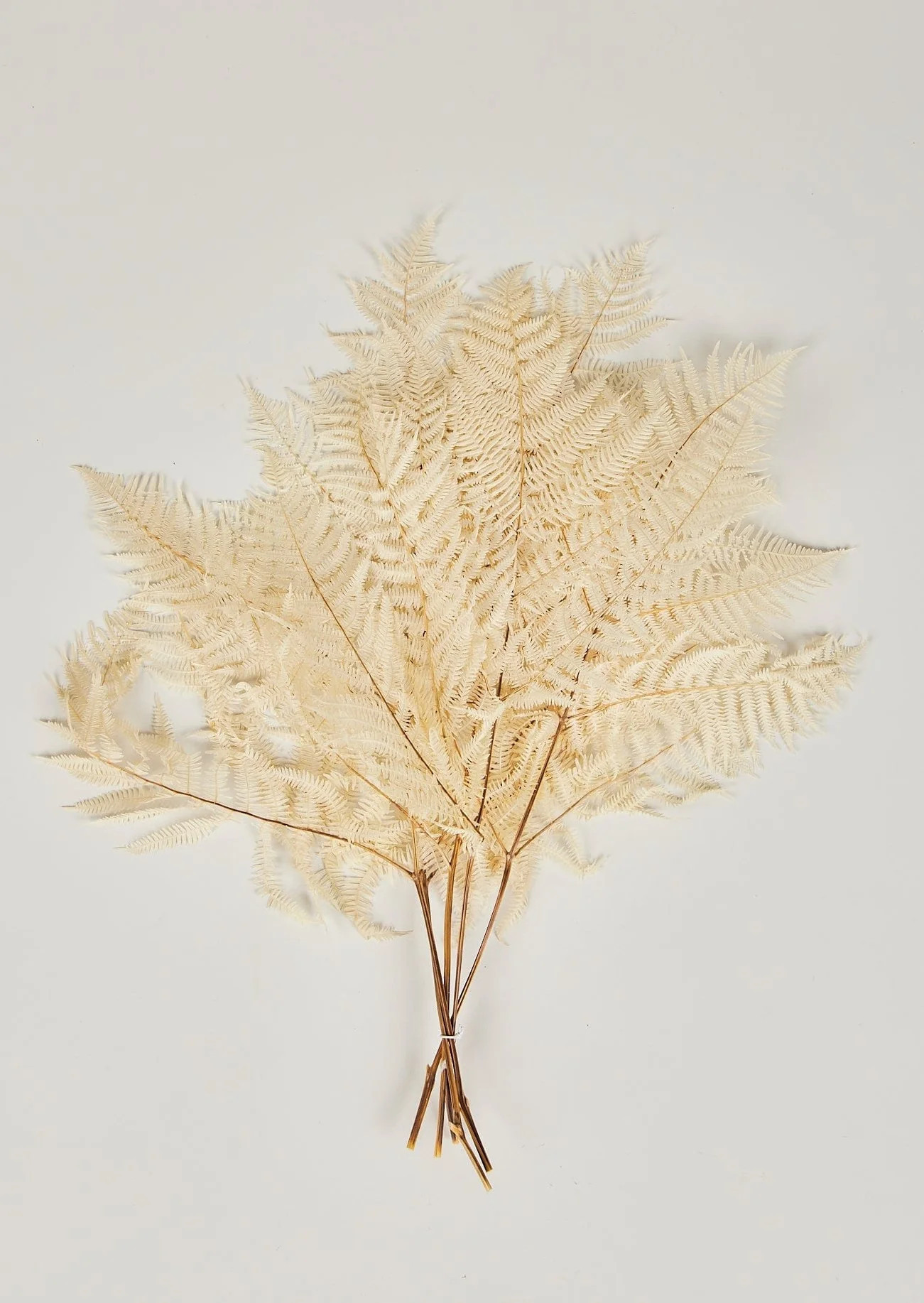 Bleached White Dried Bracken Fern Bundle | Afloral