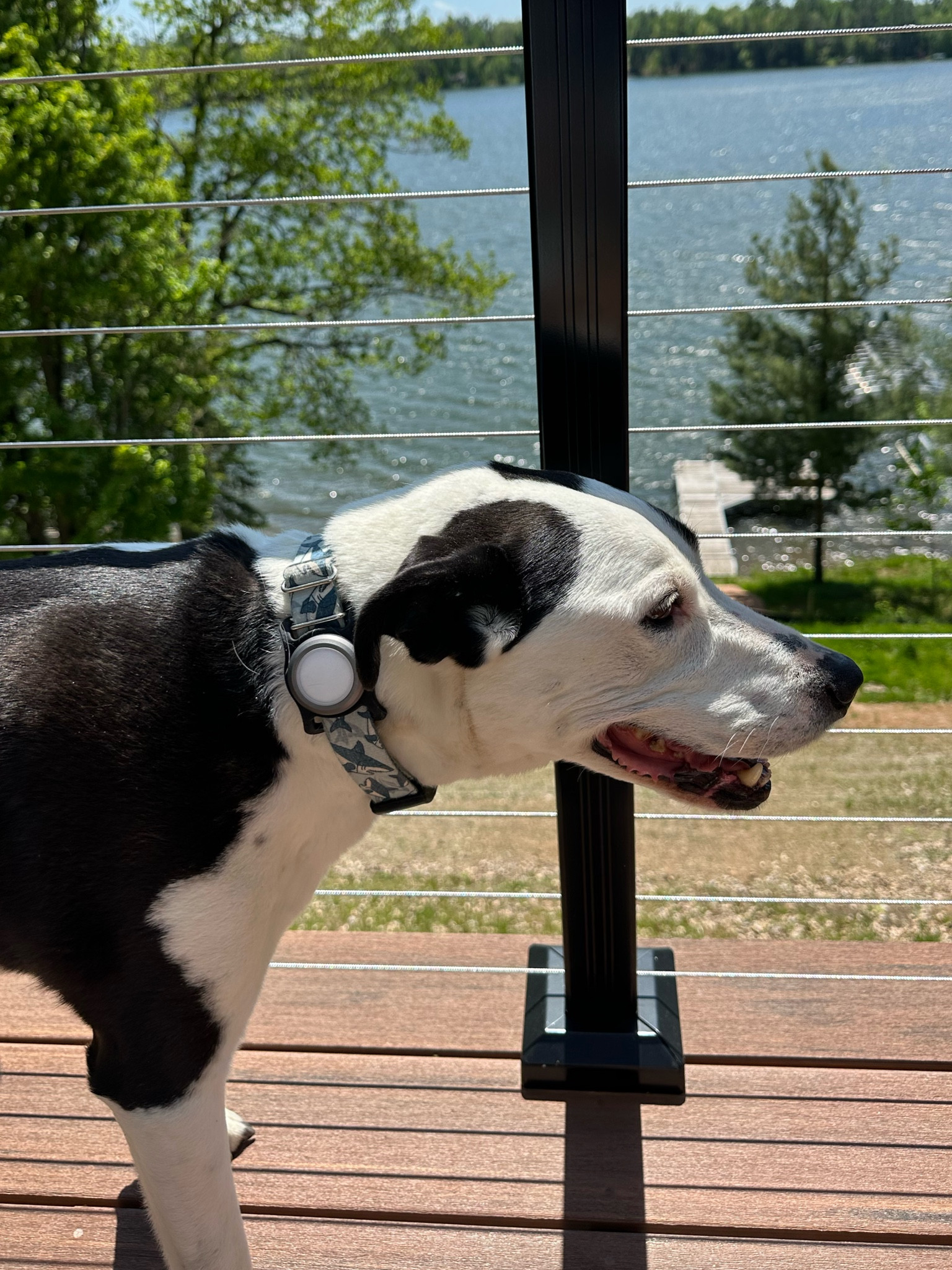 AirTag holder for dog’s collar so that we know where he in case he wanders away! 

#LTKFindsUnder100 #LTKFamily